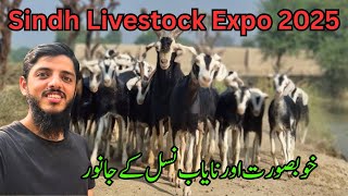 Sindh Livestock Expo 2025 Part 02  Dalfa Cattle Show [upl. by Boff]