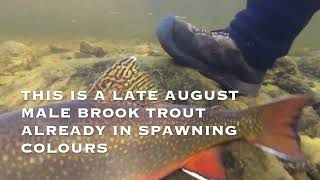 Rarely Seen Underwater World of Brook Trout [upl. by Theresita]