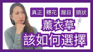 不同薰衣草精油要如何選擇｜Choco e芳療 [upl. by Brindle546]