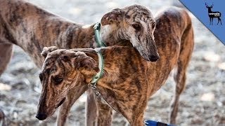 Greyhounds Are Being Killed in Spain for NO Reason [upl. by Arretnahs]