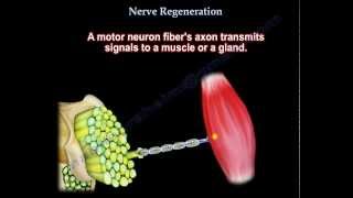 Nerve Regeneration  Everything You Need To Know  Dr Nabil Ebraheim [upl. by Junia856]