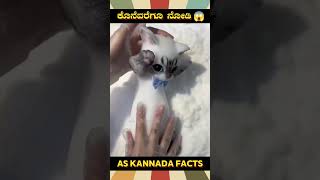 Toy Making Technique Fact Video  kannada facts karnataka amazing youtubeshorts trendingshorts [upl. by Aral99]