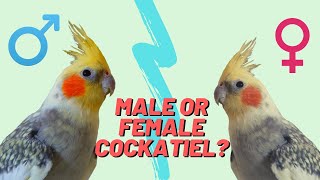 Do You Have A Male or Female Cockatiel  How to Determine Cockatiel Gender [upl. by Acimat140]