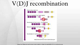 VDJ recombination [upl. by Murtagh]