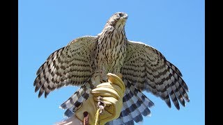 Coopers hawks in falconry [upl. by Teodoor]