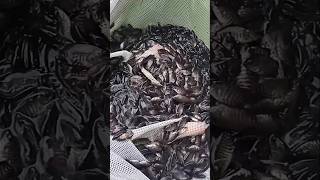 Hujan pertama bagus tidak untuk larva gurame ikan guramefish gurame larvagurame benihgurame [upl. by Ettezus539]