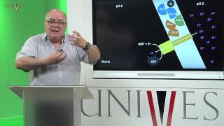 Bioquímica  Aula 14  Fosforilação Oxidativa [upl. by Dawn]