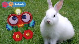 Kids Learn About Animals with Robi  Educational Early Learning Videos with Rabbit Cow amp Monkey [upl. by Keon]