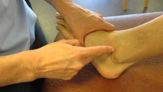 Lateral Malleolus Fibula Ankle Palpation [upl. by Eirffej896]