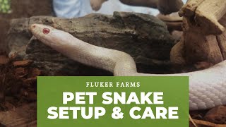 Corn Snake Setup and Care Tutorial Guide [upl. by Quiteria]