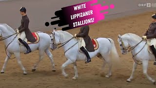 Spanish Riding School Grand Finale  White Lippizaner Stallions [upl. by Allie261]