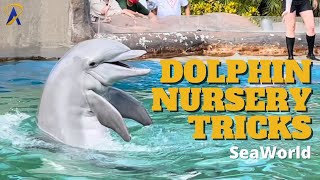 Dolphin Nursery Tricks at SeaWorld Orlando [upl. by Eigla]