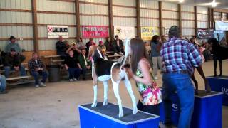 2010 UKC Coonhound World Bench Show Championship  United Kennel Club [upl. by Anam]