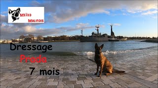 Dressage Malinois 7 mois [upl. by Gerta]