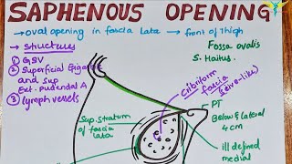 Saphenous Opening  Modification of Fascia Lata [upl. by Peednam]