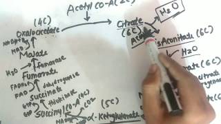 TCA Cycle  Krebs Cycle  Biochemistry  Explanation  PharmaWarrior [upl. by Head]