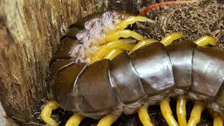 Scolopendra dehanni Vietnam Giant Centipede Housing and care [upl. by Rowan627]