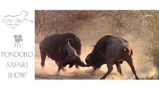 Buffalo bulls fighting  must see action [upl. by Artemla]