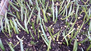 I propagated a heap of Haemanthus Coccineus from seed and here they are after a month [upl. by Capwell]