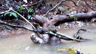 Brownthroated Threetoed Sloth rainforest bath and quick escape [upl. by Yeliw900]