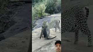 baboon vs leopard 🐆 wildlife youtubeshorts viralvideo safari shortfeedtrending [upl. by Oad984]