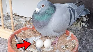 How Long Do Pigeon Eggs Take To Hatch [upl. by Cilurzo319]