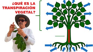 ¿QUÉ ES LA TRANSPIRACIÓN VEGETAL [upl. by Issiah]