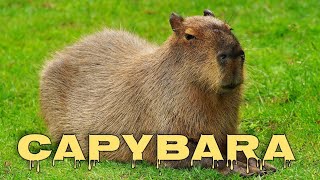 Capybara sound capybara noises [upl. by Jae808]