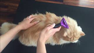 FURminator For Cats Review [upl. by Iow]