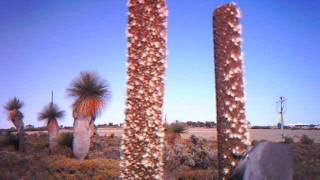 Camera trap Blackfaced Woodswallow on grasstree spike [upl. by Peednus]