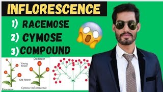 Inflorescence and its types  Racemose Cymose and Compound  11th Biology [upl. by Annuahs11]