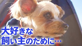 ペットショップにずっと残っていた１匹の犬が、飼い主さんを支える大切な存在に…！ [upl. by Ardelle]