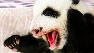 Newborn Baby Pandas HandFed  Panda Babies  BBC Earth Kids [upl. by Akehs]