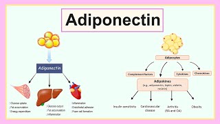 adiponectin [upl. by Amathiste]