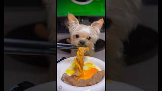 Best asmr Dog eating show asmr dog asmrsounds satisfying dogeating doglover eating [upl. by Germain]