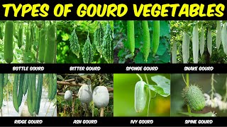 Different Types of Gourd Vegetables in India  Bottle Bitter Ridge Sponge Snake Ash Ivy Spine [upl. by Gwenette]