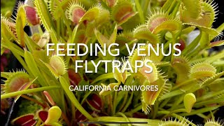 What do Venus Flytraps Eat and How [upl. by Berners225]