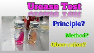 Urease Test Microbiology [upl. by Gnah463]