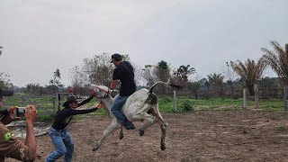 PRIMEIRA MONTARIA NO MEU NELORE Deu ruim saiu pulando feio [upl. by Analos630]