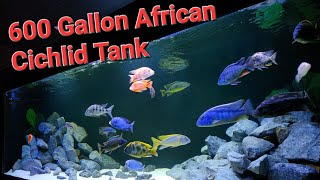 Adding Mbuna to my 600 gallon African Cihlids Malawi Predator Haps Aquarium Fish Tank [upl. by Oigroig]