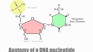 DNA nucleotides and dehydration synthesis [upl. by Assedo]