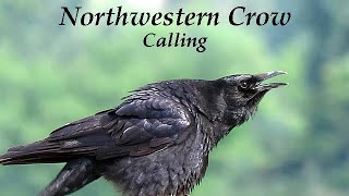 Crow Cawing  Northwestern Crow [upl. by Vivyan]