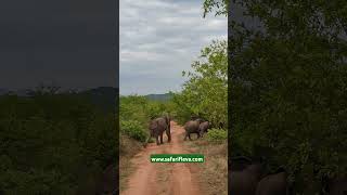 Safari Fleva Ruaha National Park [upl. by Branca]