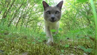 Siamese Cats VLOG Wake up in Tent Forest Walk Screaming Crowd amp Honking Cars  Thunderstorm [upl. by Nortna396]