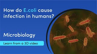 Types of E coli and how they infect humans  MediMagic  3D video [upl. by Halyk]