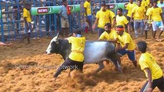 கோவை ஜல்லிக்கட்டு  2019  Mega Jallikattu held at Kovai Jallikattu jallikattukovai [upl. by Allerym967]