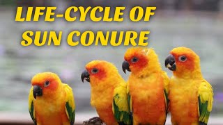 Sun conure parrot life cycle  breeding age  incubation period  lifespan of sun conure parrot [upl. by Ehgit]