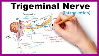 Trigeminal nerve Introduction [upl. by Allcot135]