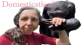 Do Animals Domesticate Themselves [upl. by Petulah197]