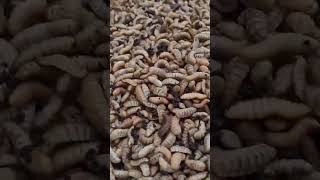 Its FREE  Harvesting Maggots for Chicken Feed [upl. by Krishnah]